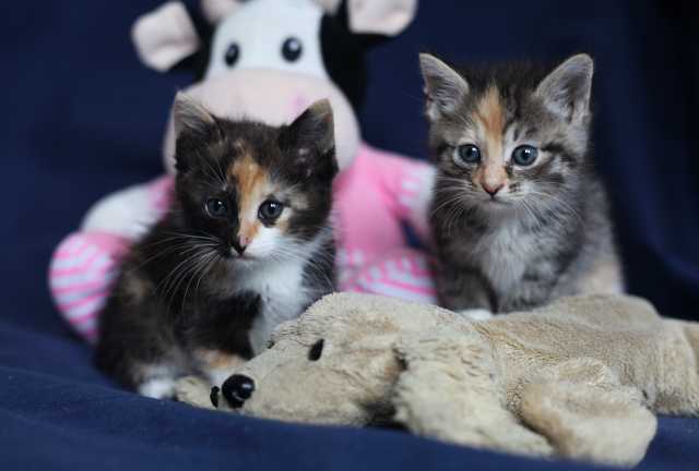 Отдам даром: Очаровательные котята ищут дом