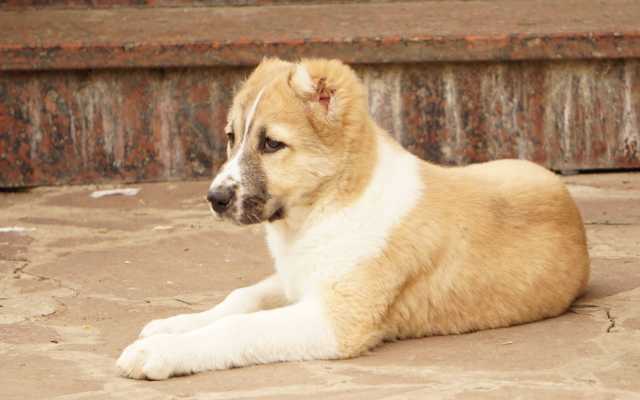 Продам: Сарбона - щенок алабая на продажу 