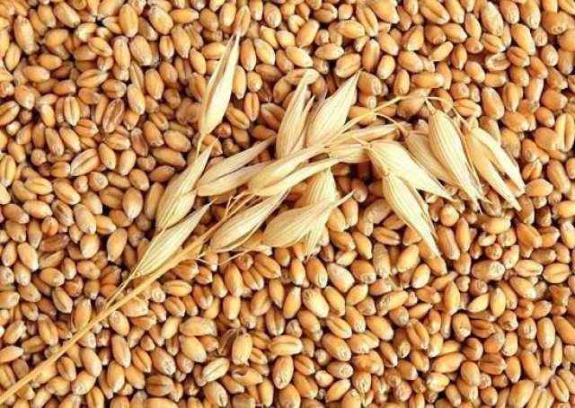 Продам: Зерно пшеницы
