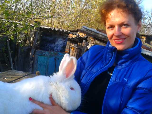 Продам: Кролики Фландр, Новозеландская Белая
