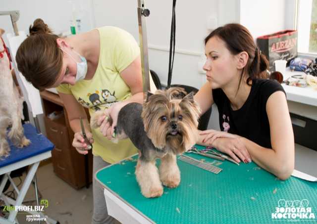 Предложение: Обучение стрижке собак в Челябинске 7авг