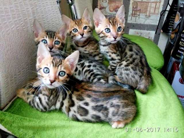 Продам: Бенгальская кошка или ласковый леопардик