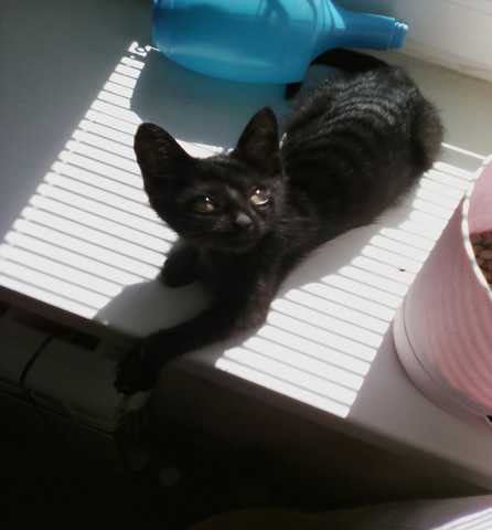 Продам: Черный котенок в дар!