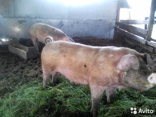 Продам: Чистокровная супоросная свиноматка Ландр