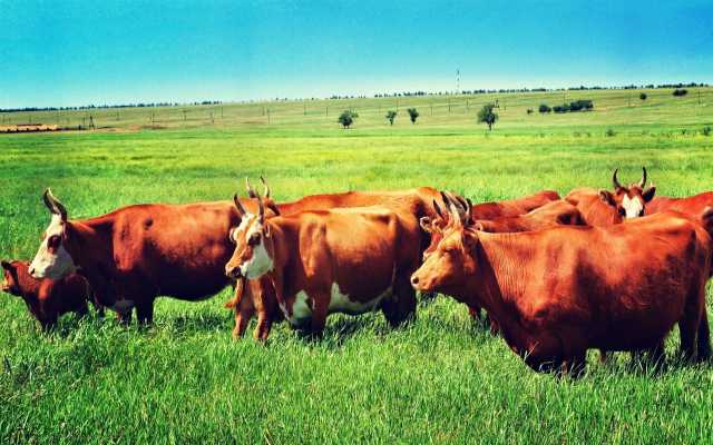 Продам: Коровы калмыцкой мясной породы 