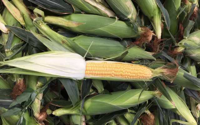 Продам: Кукуруза в початках оптом от КФХ