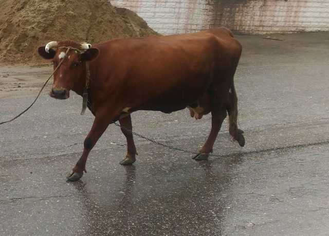 Продам: Красногорбатовская корова