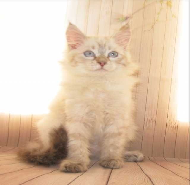 Продам: Сибирские котята невского маскарадного 