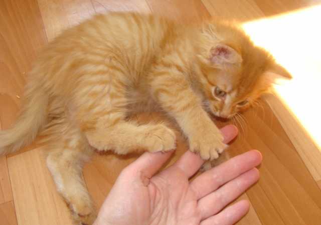 Отдам даром: Рыжий ласковый котенок Лиза ищет заботли