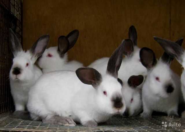 Продам: кроликов