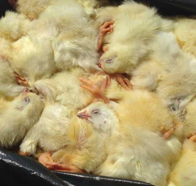 Продам: замороженные суточные цыплята