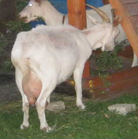 Продам: коза дойная козочки и козлики