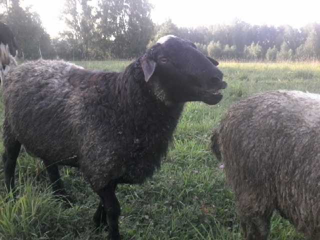 Овцы черного цвета. Эдильбаевская порода овец. Баран Романовской породы комолый. Эдильбаевская порода овец белые. Романовская коза.