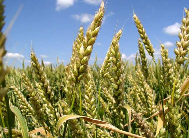 Продам: Семена оз пшеницы Степь, Таня, Юка и др