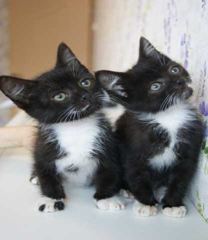 Отдам даром: Два красивых и ласковых котенка-мальчика