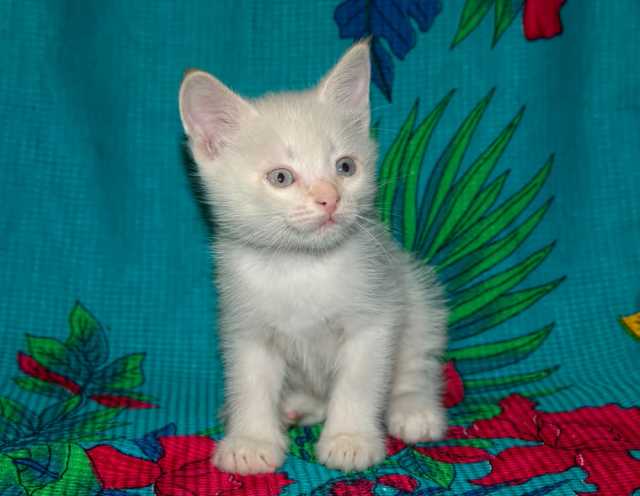Продам: Ориентально-тайский котенок в подарок