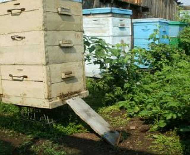 Продам:  Пчелосемьи