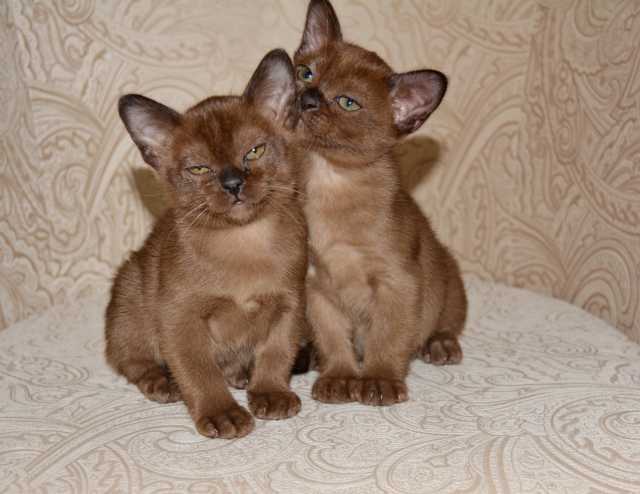 Продам: соболиных бурманских котят