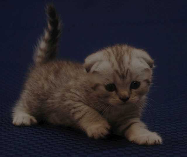 Продам: Клубные котята шотландской породы 