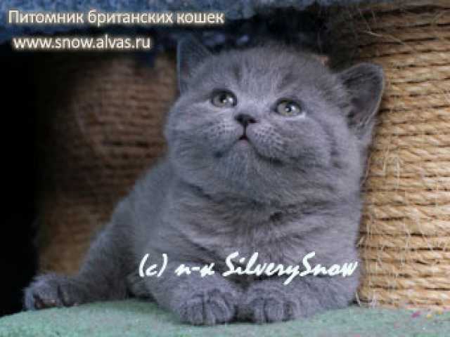 Продам: Британские котята из питомника Москвы