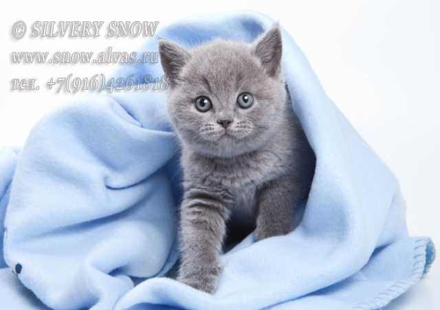Продам: Британские котята из питомника Москвы
