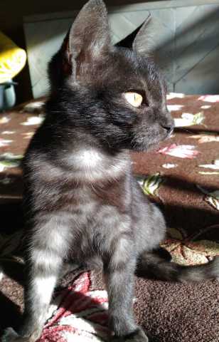 Отдам даром: котенок окраса черный дым