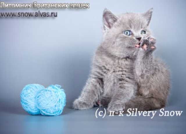 Продам: Голубые  британские котята