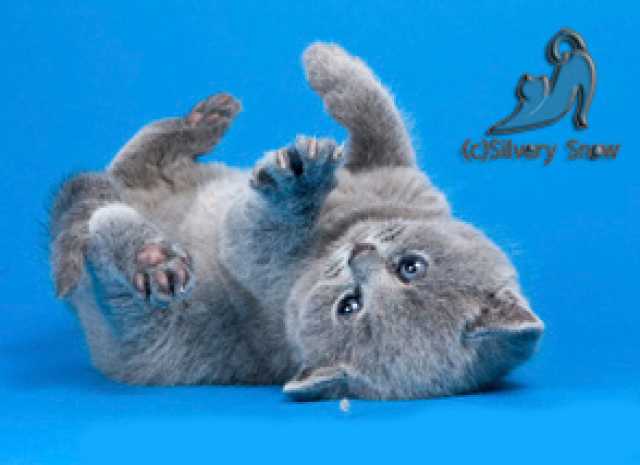 Продам: Голубые британские котята
