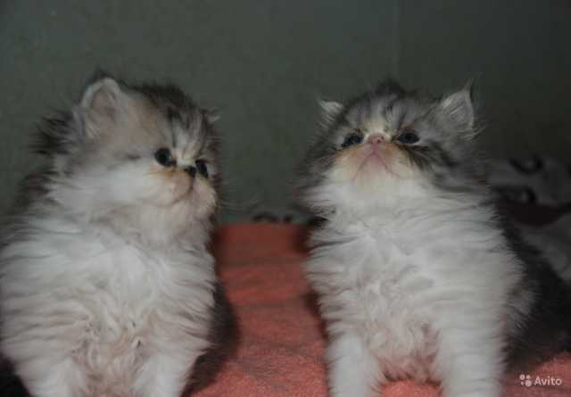Продам: 2 песидских котика
