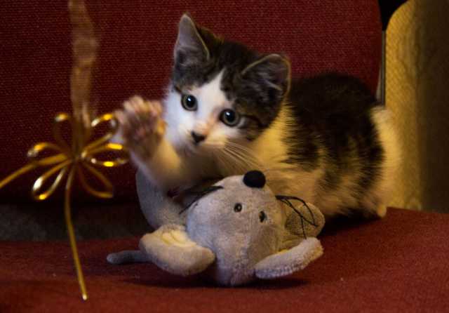 Отдам даром: Ласковый котенок ищет любящий дом
