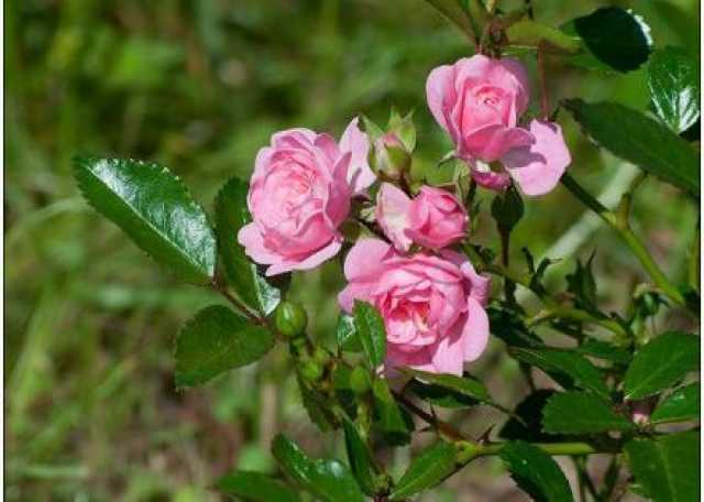 Продам: Розовый экстракт (Rizactive Rose) купить