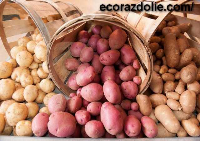 Продам: Картофель от производителя урожая 2017 г