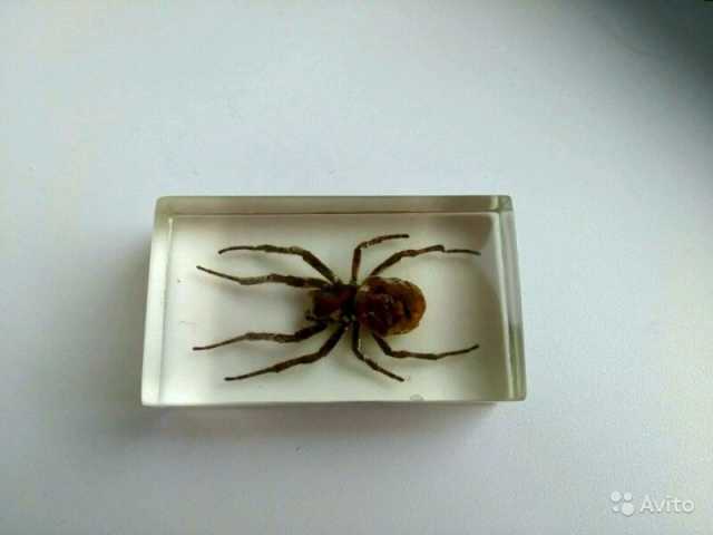 Продам: Паук-Крестовик (Araneus)