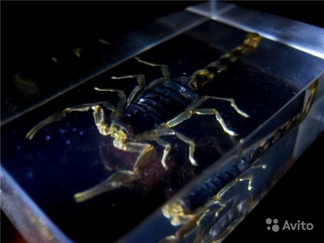 Продам: Маньчжурский золотой скорпион 