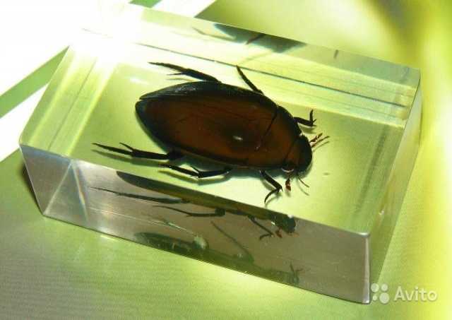 Продам:  Водолюб черный (Hydrous Piceus)