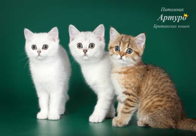 Продам: Шикарные британские котята.