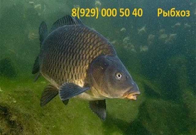 Продам: Рыбхоз Корочанский продаст живую рыбу