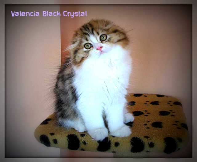 Продам: Котята от Питомника Black Crystal