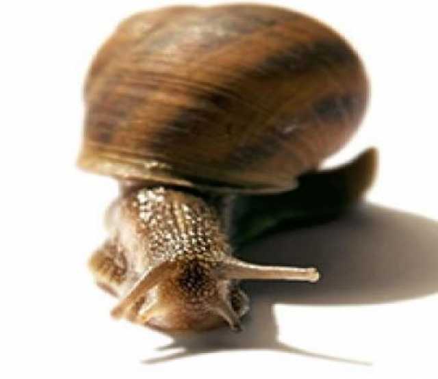 Продам: Snail-active – Стимулирует синтез коллаг