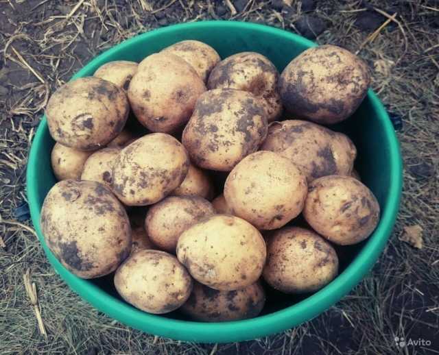 Продам: Доставка деревенского картофеля в Омске