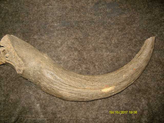 Продам: Рог доисторического бизона.