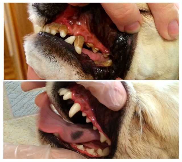 Предложение: Чистка зубов собакам