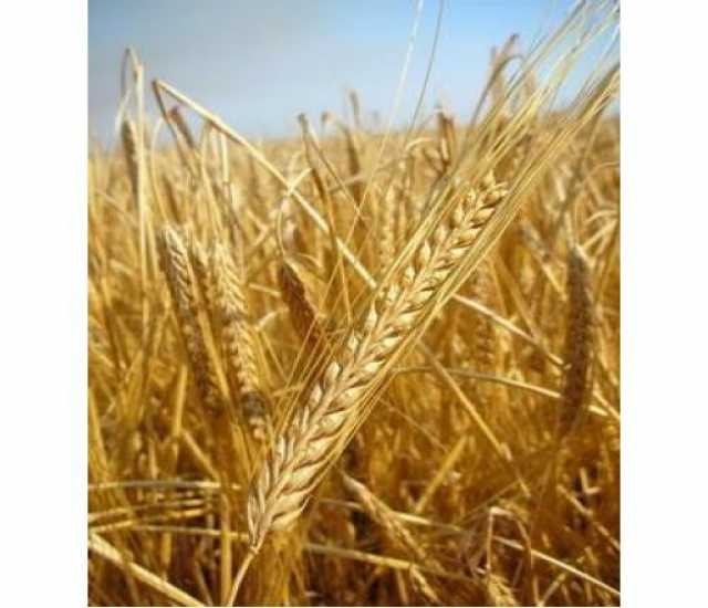 Продам: Семена яровой пшеницы Донская Элегия