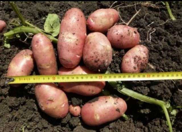 Продам: Картофель и овощи на дом