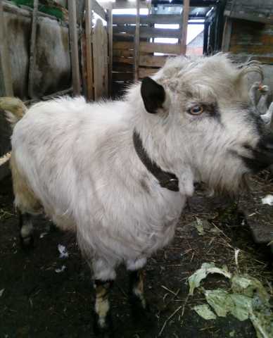 Предложение: Молодой козел для вязки.