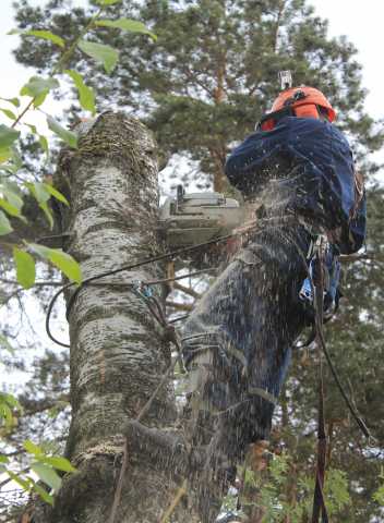 Предложение: Удаление деревьев в Пушкино