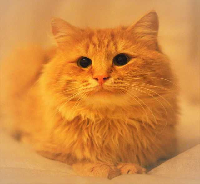 Отдам даром: Роскошный и очень ласковый рыжий кот