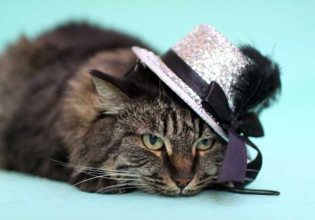 Отдам даром: Молодая красавица сибирская кошка Муза 