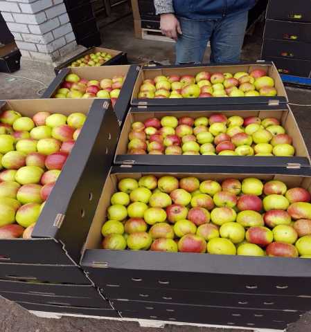 Продам: белорусское яблоко от произво