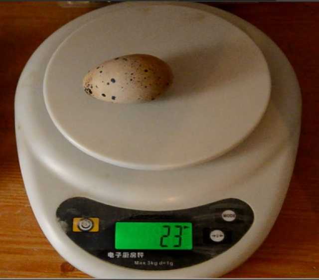 Продам: Яйцо перепелиное, куриное 